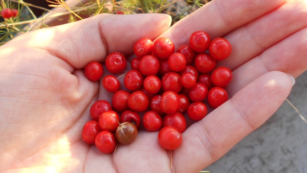 2022アスパラガス-家庭菜園 (3)