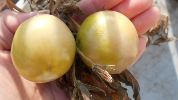 2021冬 トマト ブヨブヨ 家庭菜園