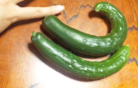 2014年 きゅうり キュウリ 家庭菜園