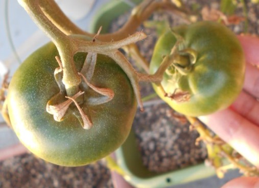 2021冬 トマト 家庭菜園2