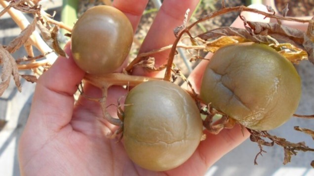 2021冬 トマト ブヨブヨ 家庭菜園