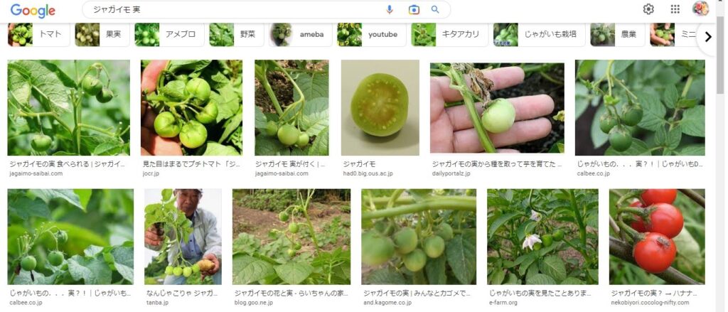 緑色のジャガイモの実の画像