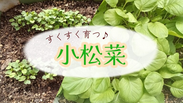 2022年12月 小松菜 家庭菜園　プランター栽培