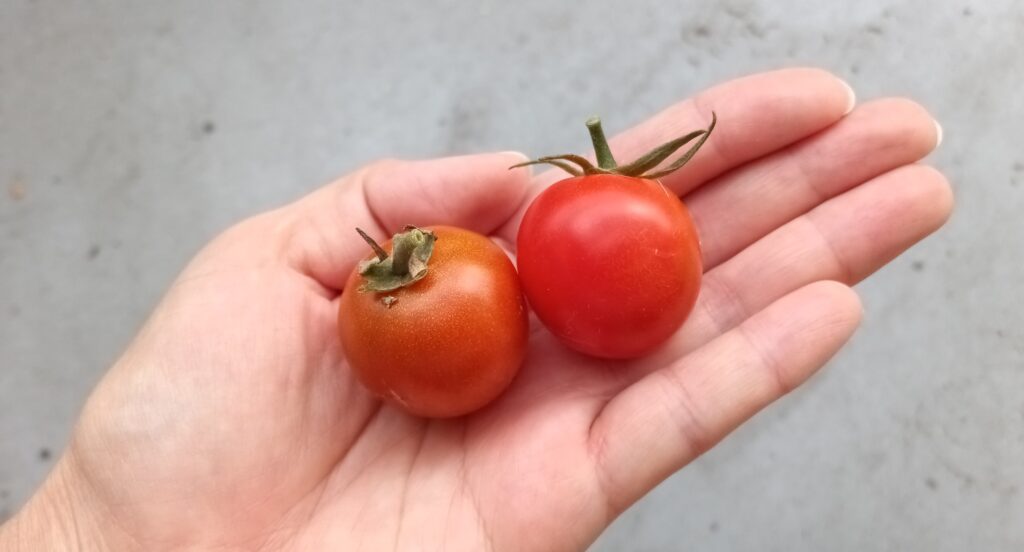 2022　家庭菜園　トマトトーン　トマト栽培　プランター