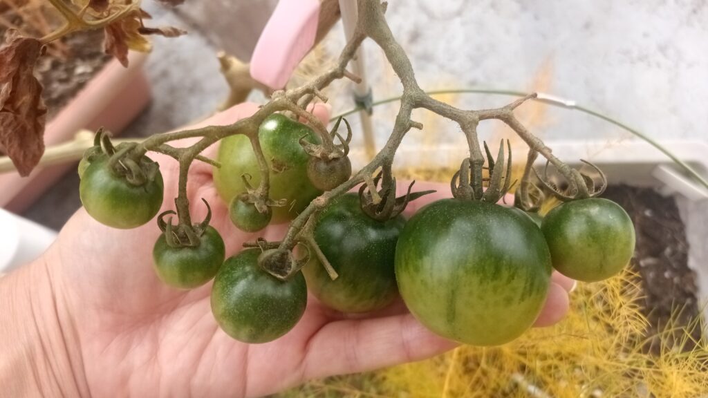 家庭菜園　トマトトーン　トマト栽培　プランター