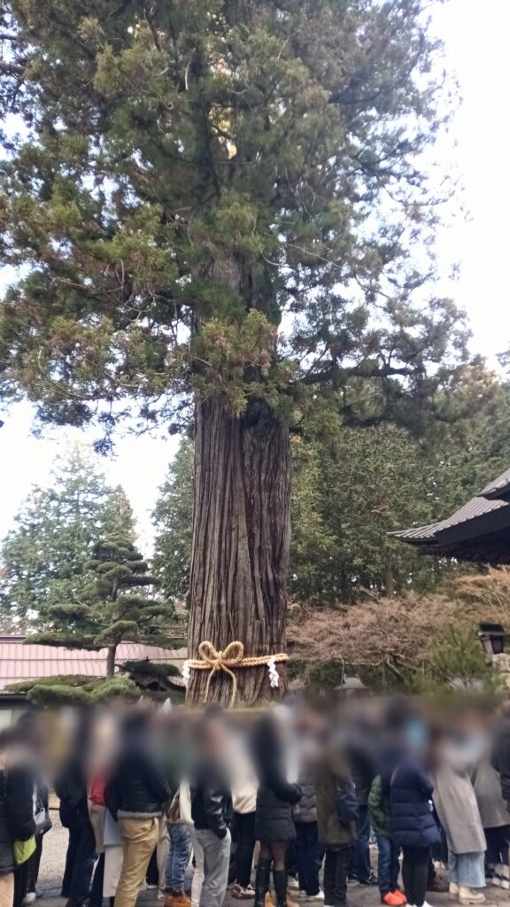 北口本宮富士浅間神社　安産の神様　夫婦桧　樹齢千年　太郎杉