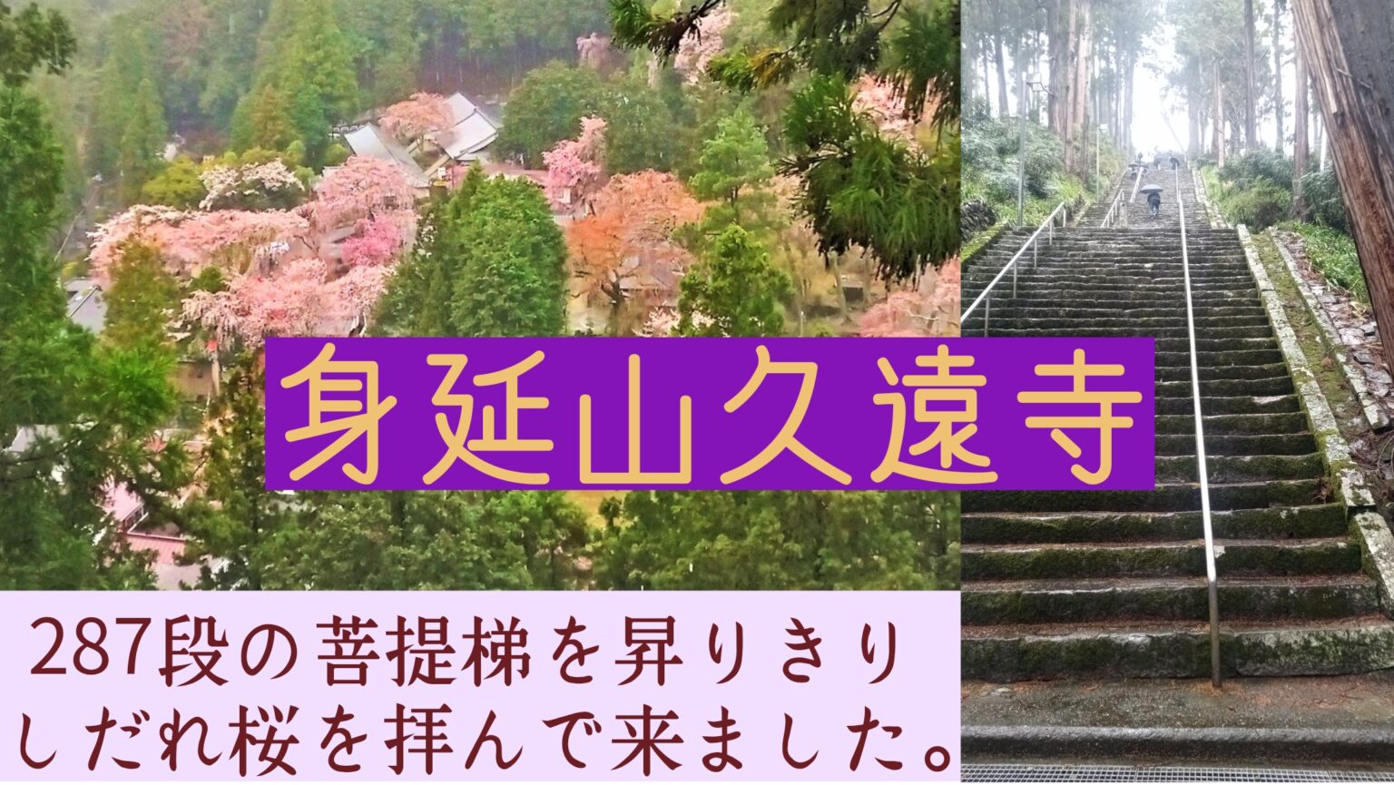身延山久遠寺の石段を登り切り桜を鑑賞