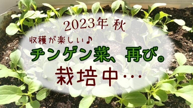 家庭菜園 20231008　秋　 チンゲン菜　ちんげんさい
