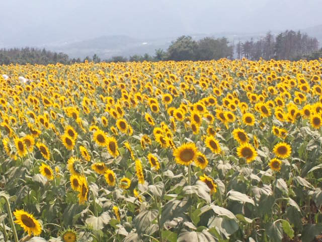 ハイジの村　山梨県　北杜市