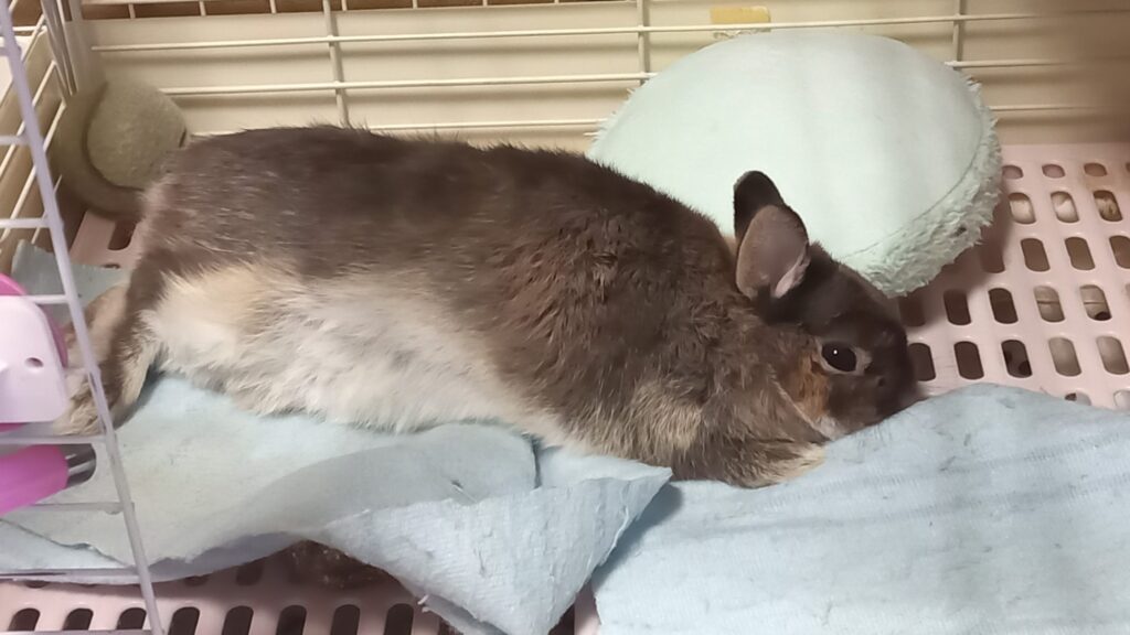 保護ウサギ　 もずく　ミルク