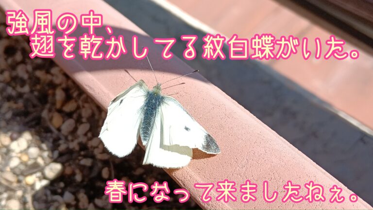 春です　紋白蝶が羽化したようです。