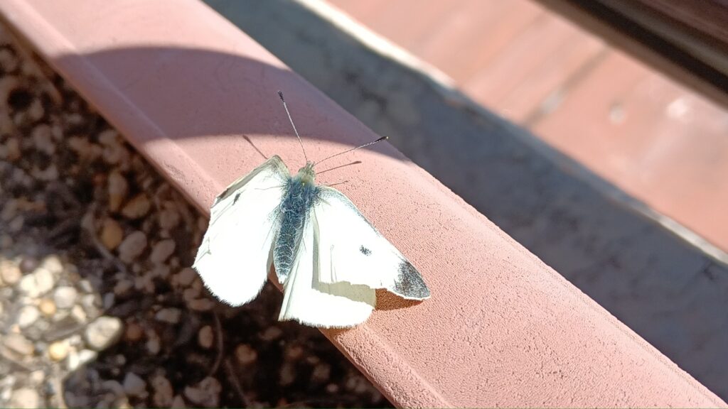 強風の中　翅を乾かす紋白蝶