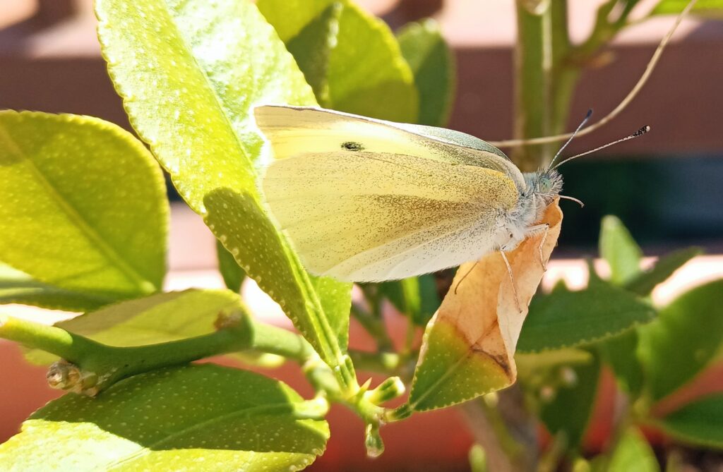 強風の中　翅を乾かす紋白蝶