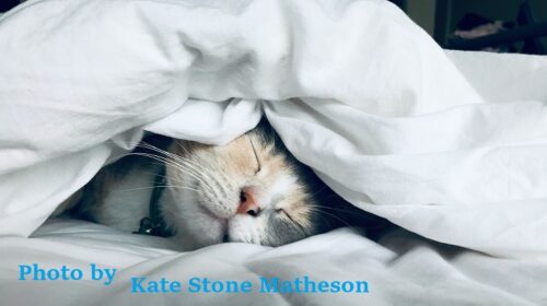 Kate Stone Matheson 睡眠　睡活ビネガー