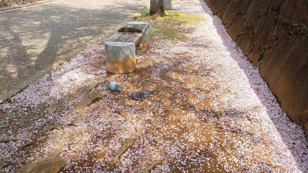 2024年　山梨　甲府市　舞鶴城公園の桜