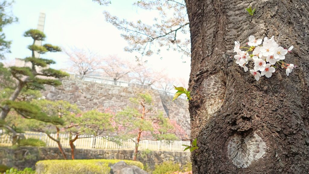 2024年　山梨　甲府市　舞鶴城公園の桜