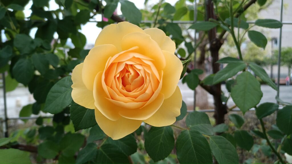 山梨の薔薇　石和温泉駅のホーム