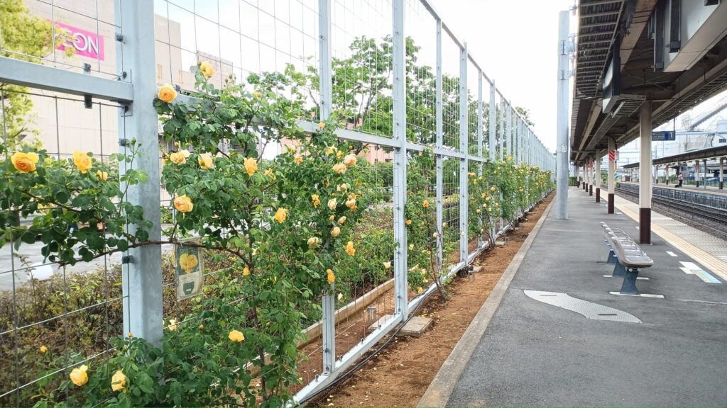 山梨の薔薇　石和温泉駅のホーム