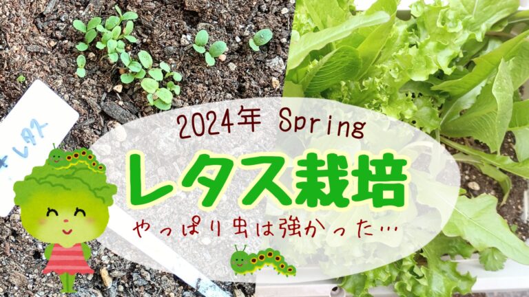 家庭菜園　レタスづくり　 2024年春