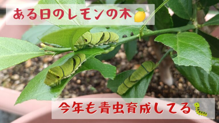 2024　レモンの木とアゲハ蝶の幼虫　青虫の襲撃