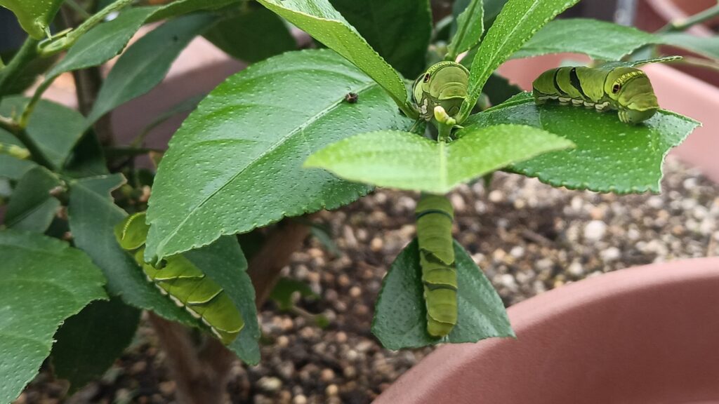 2024　レモンの木とアゲハ蝶の幼虫　青虫の襲撃