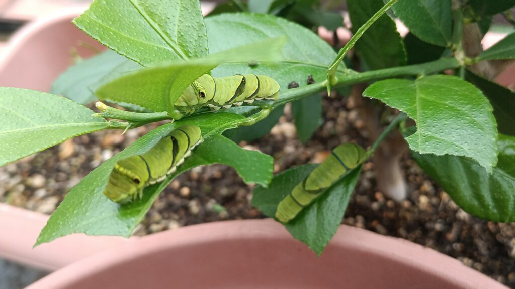 2024　レモンの木とアゲハ蝶の幼虫　青虫の襲撃