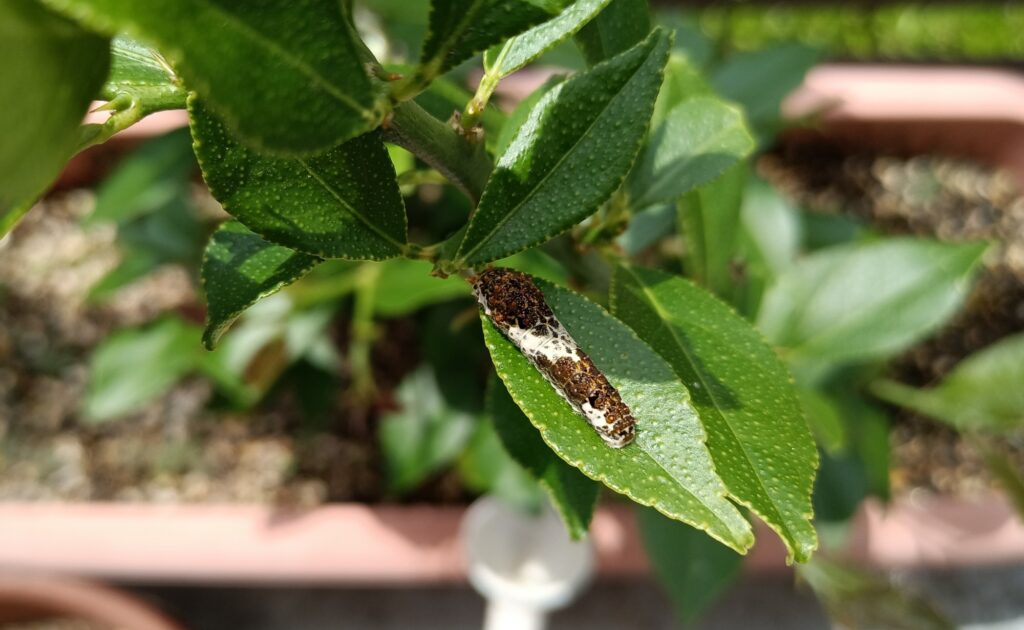 2024　レモンの木とアゲハ蝶の幼虫　青虫の襲撃