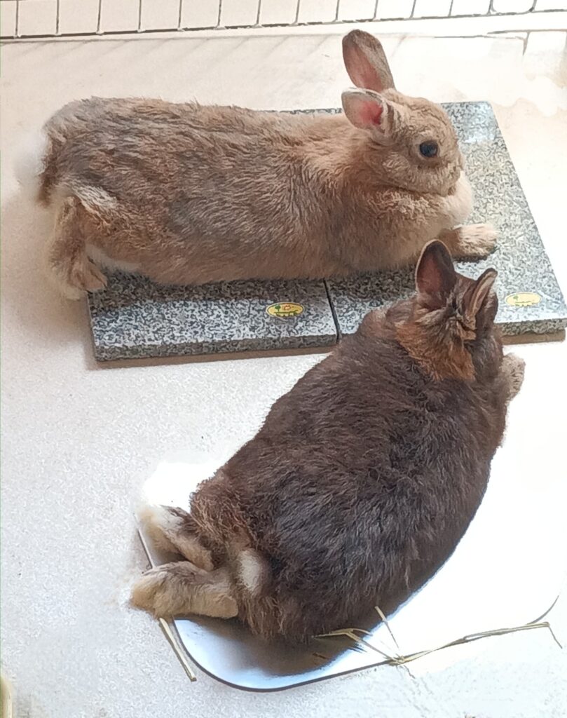 うさぎ　ペット　夏バテ対策　ひんやりグッズ　涼感石　天然石