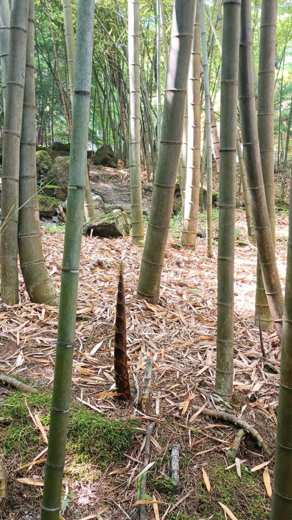 山梨県 河口湖 久保田一竹美術館