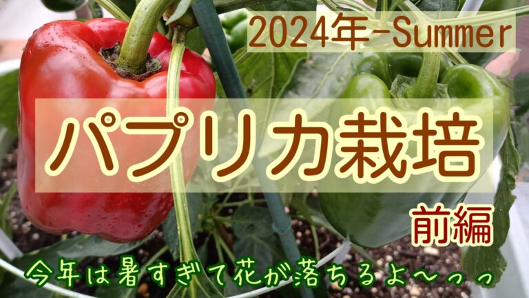 2024　家庭菜園　パプリカ　前編　アイキャッチ