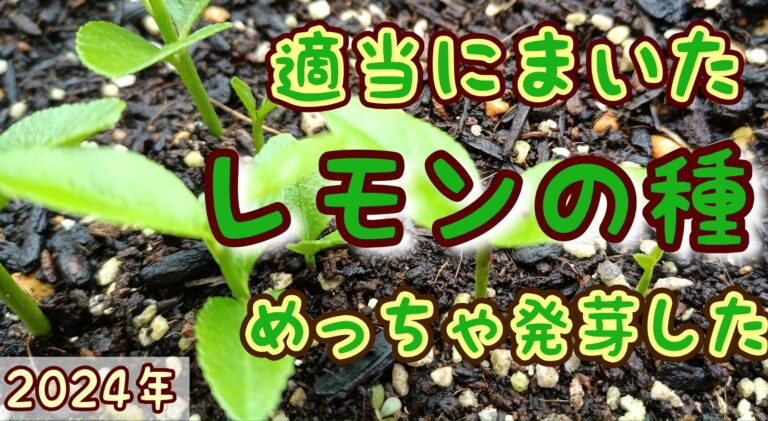 2024年　7月～8月 家庭菜園　レモン