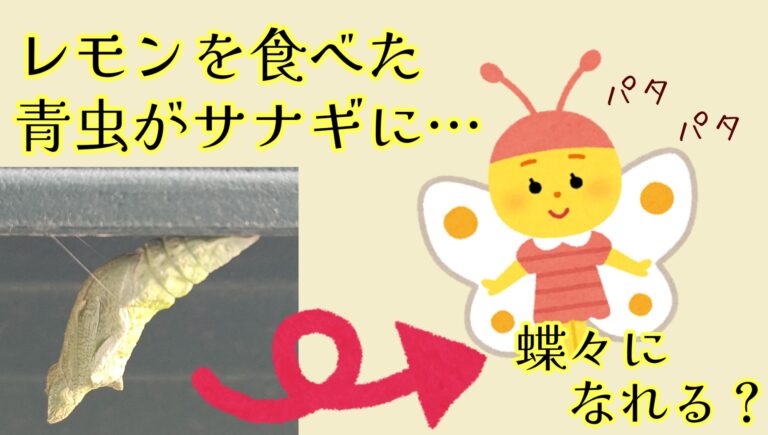 青虫がアゲハ蝶に羽化するか観察するブログ