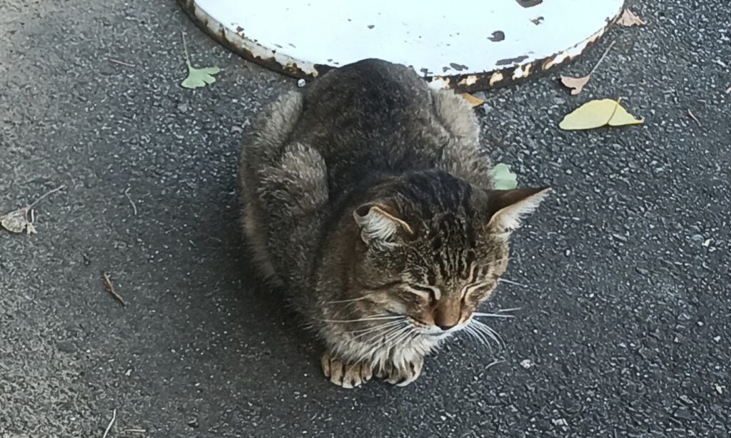 【アラフォー】元ひきこもりがウォーキングとサイクリングで見つけた運動の魅力。