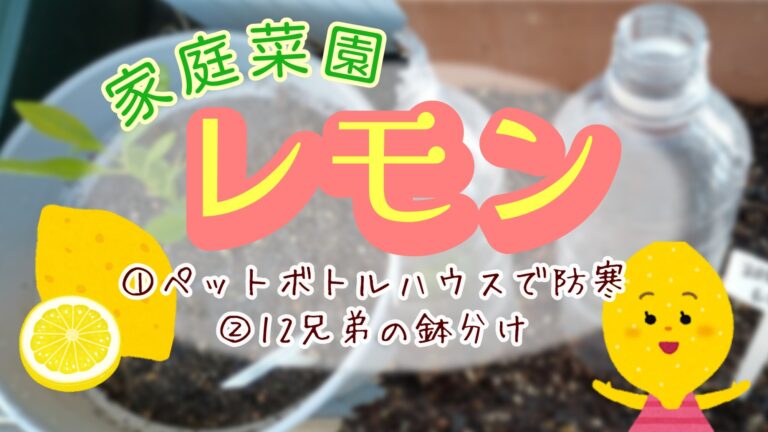 家庭菜園　レモン　鉢分け　12兄弟　ペットボトルで防寒対策