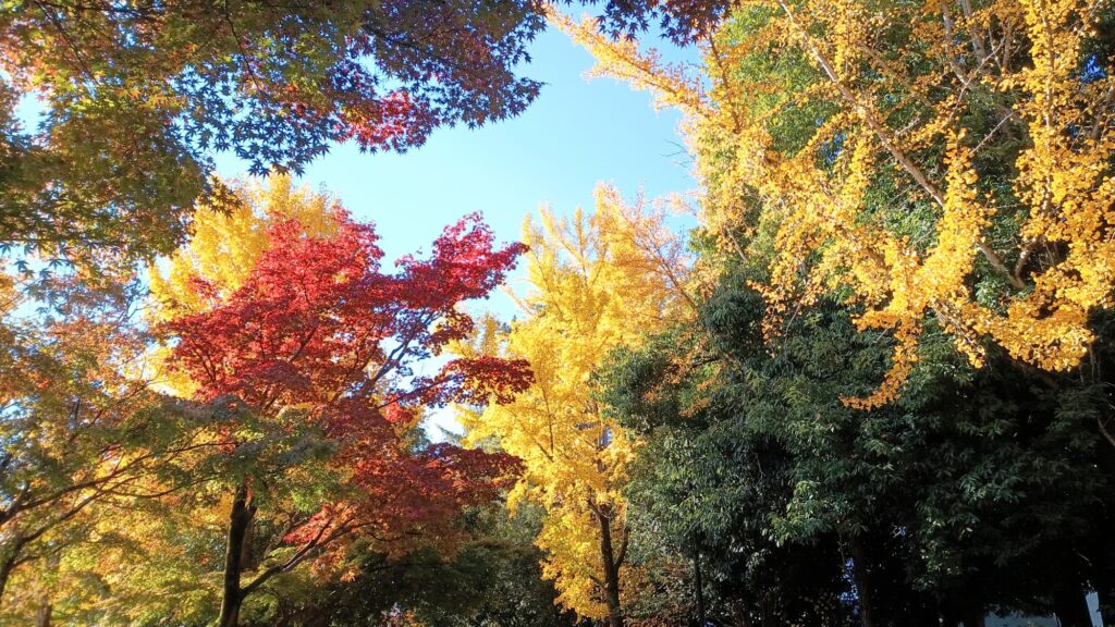 紅葉　アラフォー　ウォーキング　筋トレ　2ヵ月経過　地域猫の誘惑が半端ない