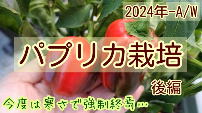 2024 家庭菜園　パプリカ　後半