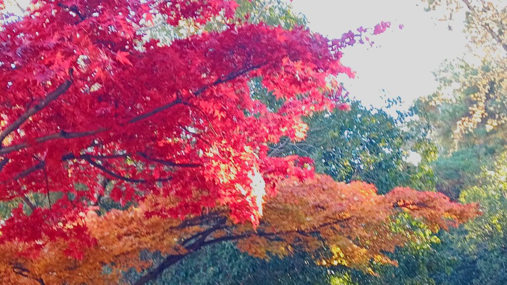 アラフォー　元ひきこもりが筋力アップのためにウォーキングを始めて3ヶ月が経ちました 紅葉がアートの様で美しい