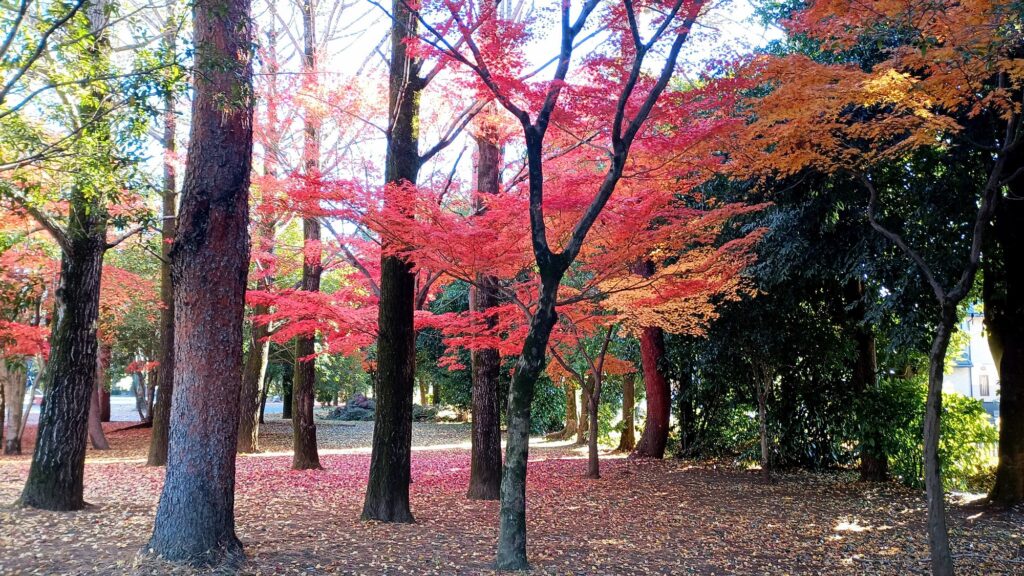 アラフォー　元ひきこもりが筋力アップのためにウォーキングを始めて3ヶ月が経ちました 紅葉がアートの様で美しい