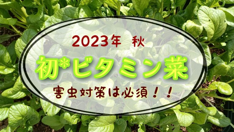 ビタミン菜アイキャッチ　2023年　家庭菜園　