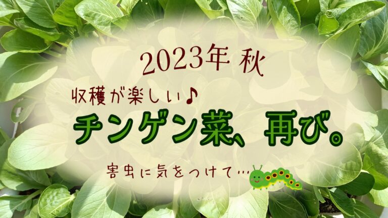 チンゲン菜　家庭菜園2023年