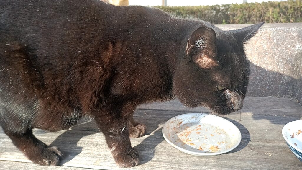 ウォーキング中に出会った猫