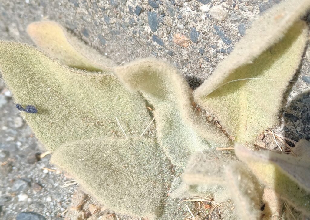 ウォーキング　フェルトみたいな植物　ビロードモウズイカ