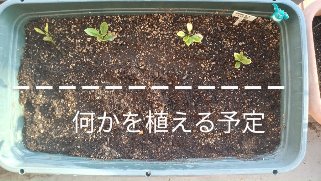 家庭菜園 レモン