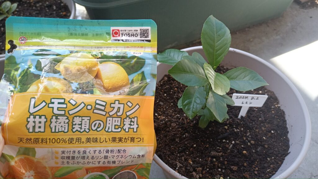 家庭菜園 レモン 2025年5月