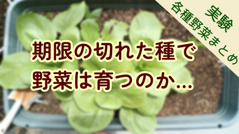 家庭菜園　有効期限が切れた種の実験