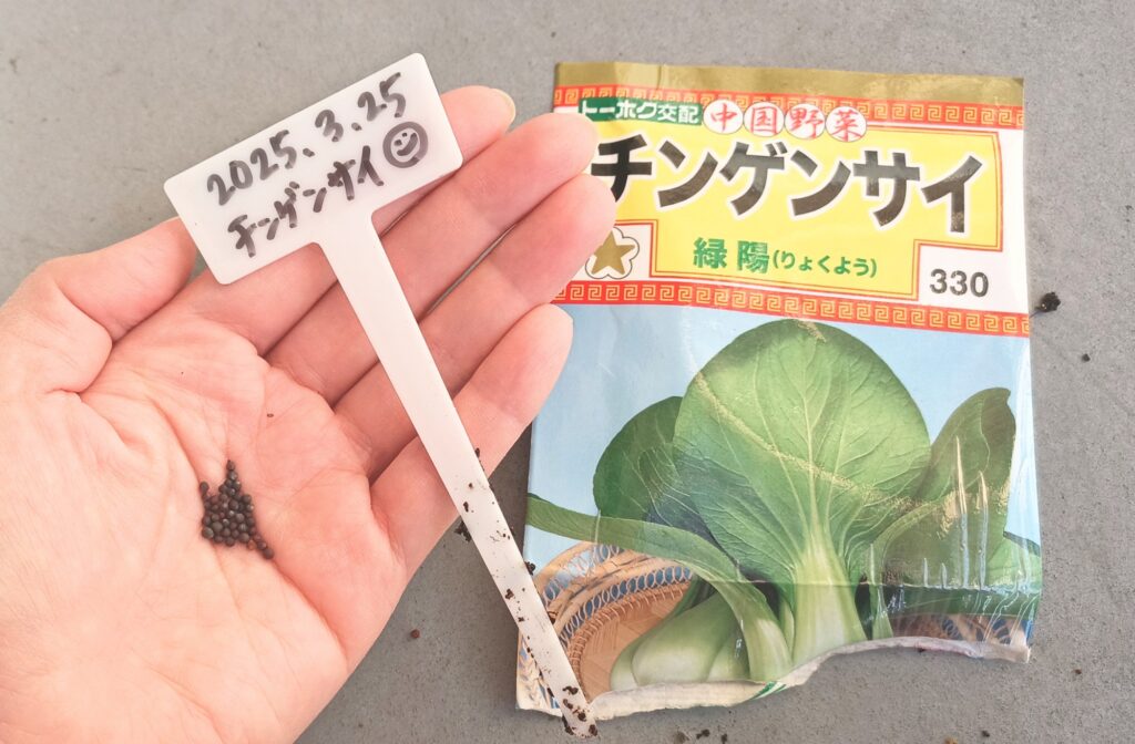 家庭菜園 2025年春 チンゲン菜