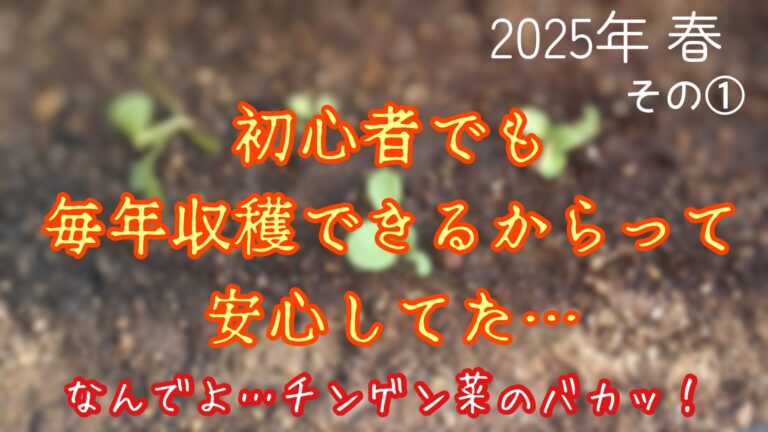 家庭菜園　チンゲン菜　2025　春①