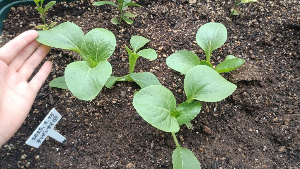 家庭菜園 2025年春 チンゲン菜
