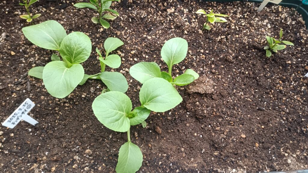 家庭菜園 2025年春 チンゲン菜
