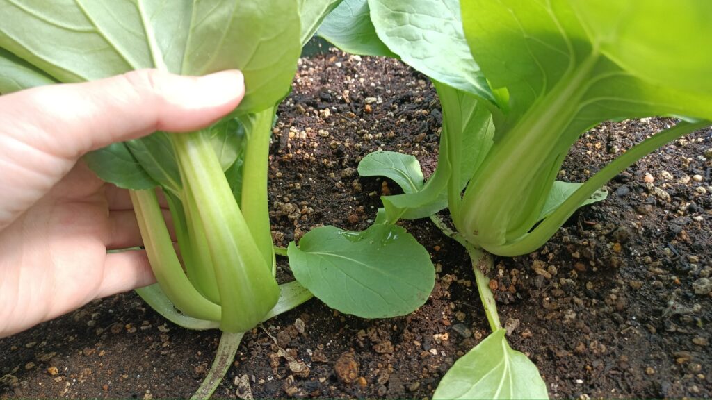 家庭菜園 2025年春 チンゲン菜